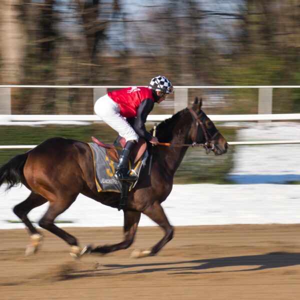 Steuererleichterung auf Wetteinsätze bei Pferdewetten